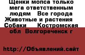 Щенки мопса только мега-ответственным людям - Все города Животные и растения » Собаки   . Костромская обл.,Волгореченск г.